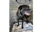 Adopt Beau a Black Labrador Retriever / Mixed dog in San Marcos, TX (41205166)