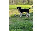 Adopt Finley a Black - with White Beagle / Australian Shepherd / Mixed dog in