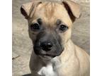 Adopt Bubblegum Lightning Bolt a Tan/Yellow/Fawn - with Black Boxer / Mixed dog