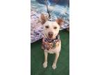 Adopt Gucci a Jindo / Terrier (Unknown Type, Medium) / Mixed dog in Portland