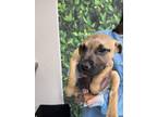 Adopt Costanza a Brown/Chocolate Labrador Retriever / Mixed dog in San Antonio