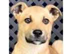 Adopt Holmes a German Shepherd Dog / Mixed dog in Midland, TX (41204957)