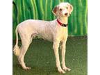 Adopt Hennessy a Tan/Yellow/Fawn Labrador Retriever / Poodle (Standard) / Mixed