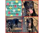 Adopt 2024-02-008 *Stanley* a Labrador Retriever / Mixed dog in Winder