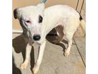 Adopt Cora a White Australian Shepherd dog in Alvin, TX (41204843)