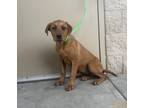 Adopt Fro Yo a Red/Golden/Orange/Chestnut Labrador Retriever dog in Alvin