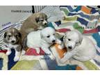 Adopt "PUPPIES" in TYLER, TEXAS a Tan/Yellow/Fawn - with White Anatolian