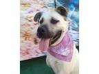 Adopt Gladys a Shepherd (Unknown Type) / Black Mouth Cur / Mixed dog in Los