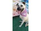 Adopt Gladys a Shepherd (Unknown Type) / Black Mouth Cur / Mixed dog in Los