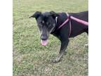 Adopt Ellalyn a Black German Shepherd Dog / Mixed dog in Justin, TX (35877779)