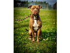 Adopt Kobe a Brindle American Pit Bull Terrier / Mixed Breed (Medium) / Mixed
