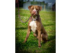 Adopt Joe a Brindle American Pit Bull Terrier / Mixed Breed (Medium) / Mixed