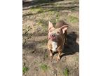 Adopt Rosie a Tan/Yellow/Fawn - with White Pit Bull Terrier / Mixed dog in