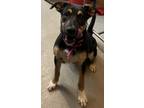Adopt Vixen a Black German Shepherd Dog / Mixed dog in Bensalem, PA (40258303)