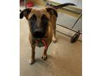 Adopt Cocoa a Black German Shepherd Dog / Mixed dog in Bensalem, PA (40259142)