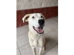 Adopt Bo a White - with Brown or Chocolate Labrador Retriever / Hound (Unknown