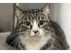 Adopt Queso a Gray or Blue Domestic Shorthair / Domestic Shorthair / Mixed cat