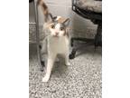 Adopt Madison a White Domestic Shorthair / Domestic Shorthair / Mixed cat in