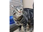 Adopt Pop tart a All Black Domestic Shorthair / Domestic Shorthair / Mixed cat