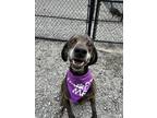 Adopt Tracker a Brown/Chocolate Plott Hound / Mixed dog in Sylva, NC (40943495)