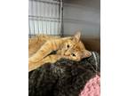 Adopt Sunshine a Orange or Red Domestic Shorthair / Domestic Shorthair / Mixed