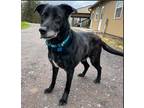 Adopt Tank a Black Labrador Retriever / Border Collie / Mixed dog in Millville