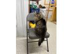 Adopt Monty a All Black Domestic Longhair / Domestic Shorthair / Mixed (long