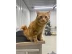 Adopt Toby a Orange or Red Domestic Mediumhair / Domestic Shorthair / Mixed