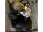 Adopt Godivia/Rudy a Domestic Shorthair / Mixed (short coat) cat in Niles