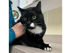 Adopt Oprah a Domestic Shorthair / Mixed cat in Salisbury, MD (41204361)