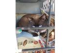 Adopt Zeke Barn Cat a Brown or Chocolate Siamese (short coat) cat in Walterboro