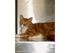 Adopt Groot a Orange or Red Tabby Domestic Shorthair (short coat) cat in