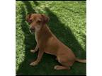 Adopt Tucker a Tan/Yellow/Fawn Chiweenie / Mixed dog in Oceanside, CA (40898364)