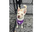 Adopt Buck a Tan/Yellow/Fawn Husky / Mixed dog in Sylva, NC (40943492)