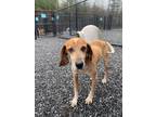 Adopt Gunner a Red/Golden/Orange/Chestnut English (Redtick) Coonhound / Mixed