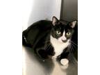 Adopt Atticus a Black & White or Tuxedo Domestic Shorthair (short coat) cat in