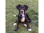 Adopt Connor a Black - with White Pointer / Golden Retriever / Mixed dog in