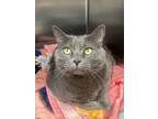 Adopt Gray a Gray or Blue Domestic Shorthair / Domestic Shorthair / Mixed cat in