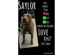 Adopt Saylor a Gray/Blue/Silver/Salt & Pepper American Pit Bull Terrier /