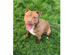 Adopt Vixen a Brown/Chocolate - with White Mixed Breed (Large) / Mixed dog in