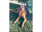 Adopt Milo a Red/Golden/Orange/Chestnut Rhodesian Ridgeback / Terrier (Unknown