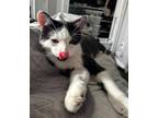Adopt Gus a Black & White or Tuxedo Domestic Shorthair (short coat) cat in