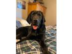Adopt Dakota a Black Labrador Retriever / Bloodhound / Mixed dog in Huntsville