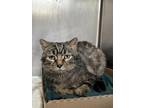 Adopt Philly J a Brown Tabby Domestic Shorthair / Mixed Breed (Medium) / Mixed