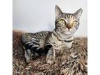 Adopt Emerald a Brown Tabby Domestic Shorthair (short coat) cat in Greensburg
