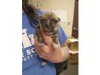 Adopt Cyclone a Brown/Chocolate Shepherd (Unknown Type) / Mixed dog in