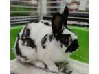 Adopt Betty White a Black English Spot / Mixed rabbit in Windsor, ON (41203848)