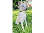 Adopt Pegasus a White Great Pyrenees / Mixed dog in San Antonio, TX (40885974)