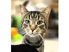 Adopt C23-16 Duncan a Domestic Shorthair / Mixed (short coat) cat in Columbia