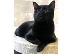 Adopt C23-03 Constantine a Domestic Shorthair / Mixed (short coat) cat in